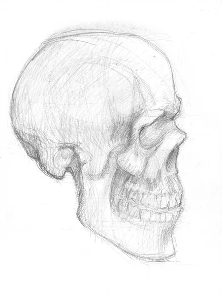Боковой набросок черепа — стоковое фото