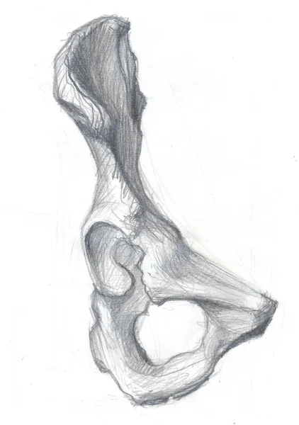 Vista frontal do osso da anca — Fotografia de Stock