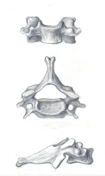 La cuarta vértebra cervical —  Fotos de Stock