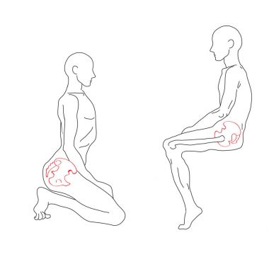 insan pelvis pozisyonlar 