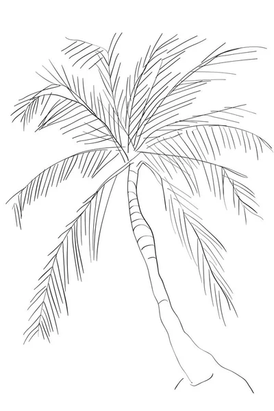 涂鸦的一棵棕榈树 — 图库照片