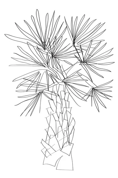 Palmboom tekening — Stockfoto