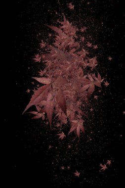 Kırmızı 3D yaprakların kaosu siyah arkaplanda izole edilmiş