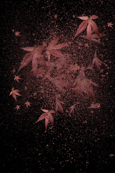 Хаос Красных Листья Изолированы Черном Фоне — стоковое фото