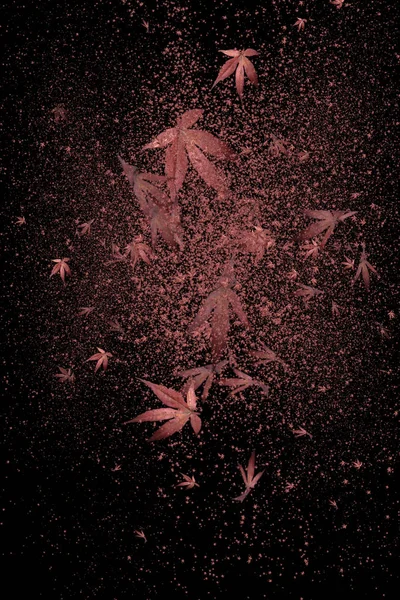 Chaos Red Leaves Isolated Black Background — Stock Photo, Image