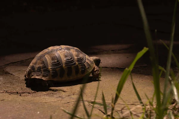 Closeup Beautiful Turtle Portrait Turtle Crawling Green Grass — Stock Photo, Image