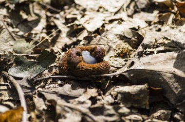 paslı sümüklü böcek larvası ile