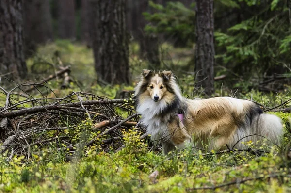 Little Shetland Shepherd — Zdjęcie stockowe