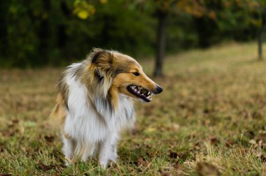 Küçük Shetland çoban