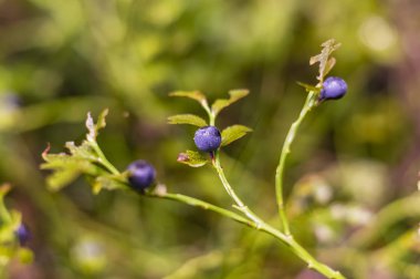 Çalılıkların üzerinde yaban mersini