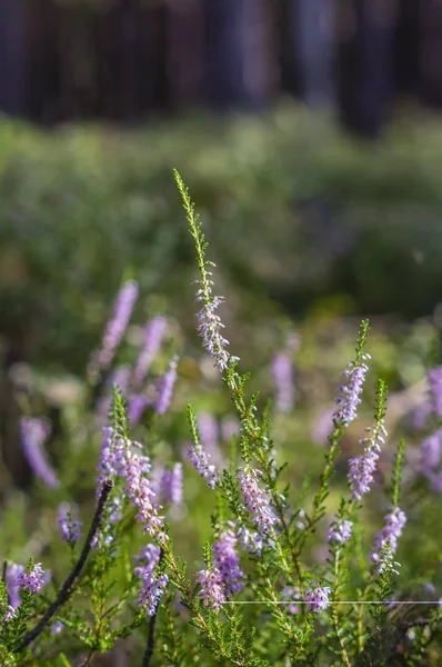 Heidekraut im Wald — Stockfoto