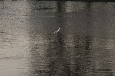 Nehrin üzerinde martı