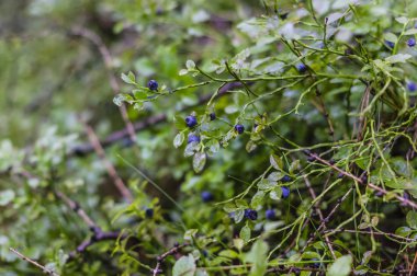 Çalılıkların üzerinde yaban mersini