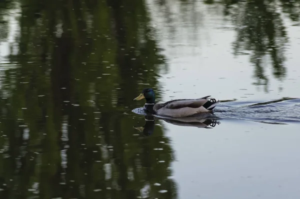 Nehirde ördek — Stok fotoğraf