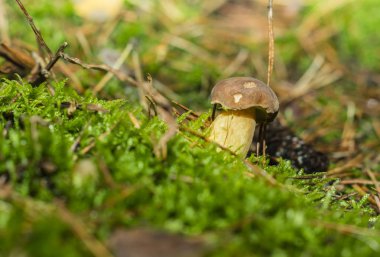 Ormanda boletus