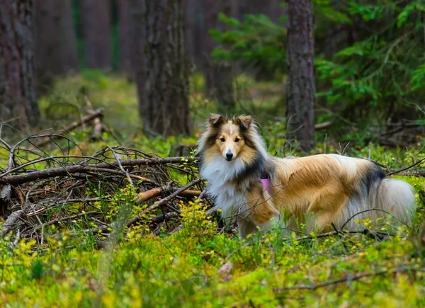 Little Shetland Shepherd — Zdjęcie stockowe