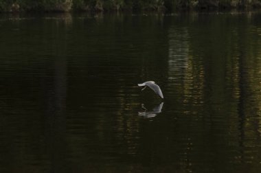 Nehrin üzerinde martı