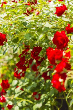 Gül çalılar üzerinde