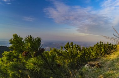 küçük Ladin ve gökyüzü