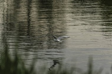 Nehrin üzerinde martı