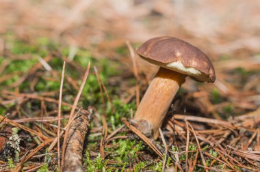 Ormanda boletus