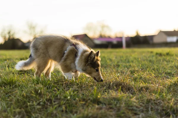 Lilla Shetland Shepherd — Stockfoto