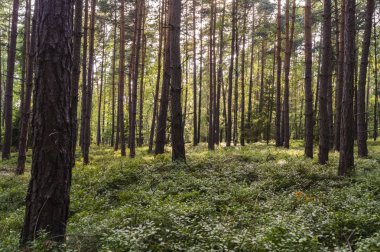 Orman ve yaban mersini