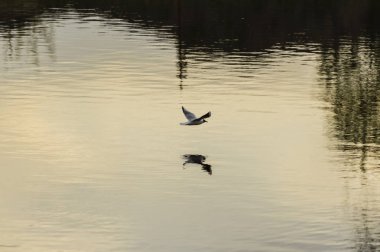 Nehrin üzerinde martı