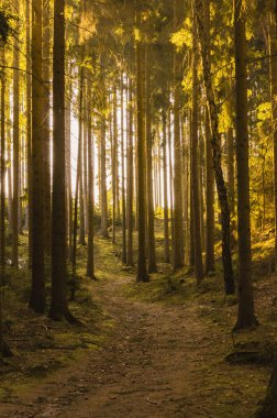 Çek Cumhuriyeti 'nde bir ladin ormanında güneşe karşı görüş