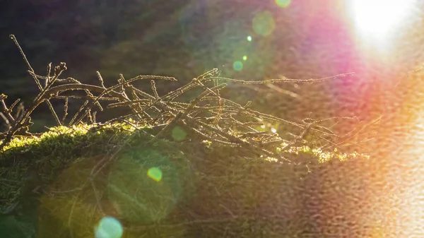 Pflanzen und Moos im Wald bei Sonnenaufgang — Stockfoto