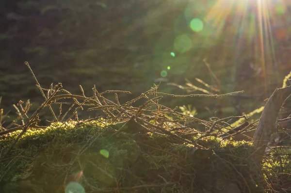 Pflanzen und Moos im Wald bei Sonnenaufgang — Stockfoto