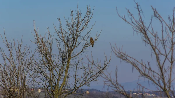 Buzzard esperando por uma árvore caçando perto de um campo — Fotografia de Stock