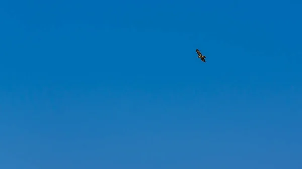Mäusebussard im Flug gegen den Himmel — Stockfoto