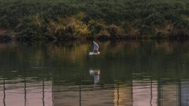 gün batımında Nehri üzerinde güzel martı