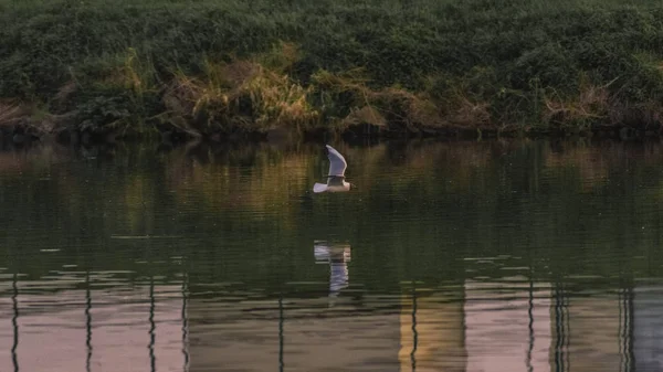 Bela gaivota em um rio ao pôr do sol — Fotografia de Stock