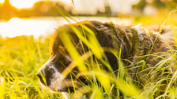 Caucasian Shepherd dog in field with green grass