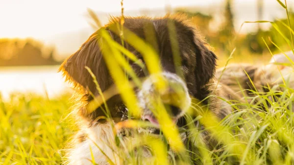 Cão pastor caucasiano no campo com grama verde — Fotografia de Stock