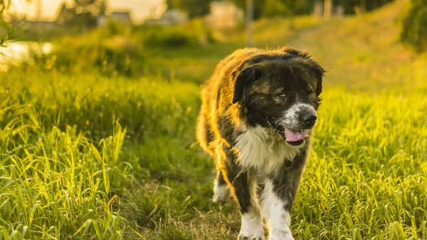 Cão pastor caucasiano enquanto caminha em uma caminhada na grama de repolho ao pôr do sol — Fotografia de Stock