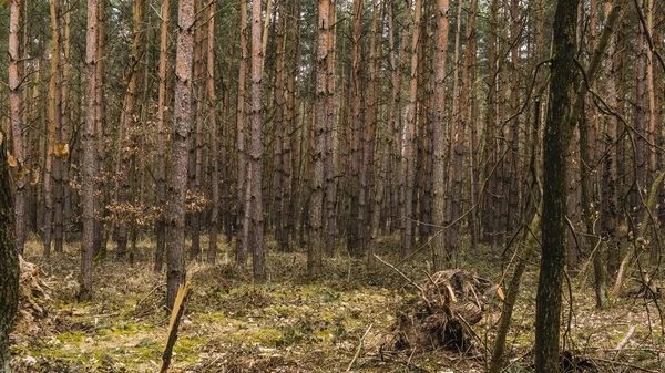 Forêt de pins malheureuse avec souches en République tchèque — Photo