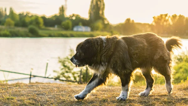 Caucasian shepherd dog while walking on a walk in cabbage grass at sunset — Zdjęcie stockowe