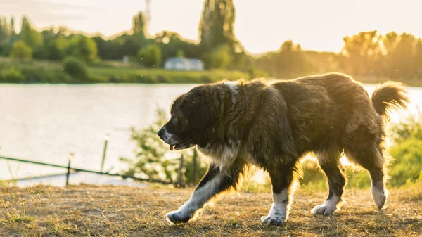 Chien de berger caucasien lors d'une promenade dans l'herbe de chou au coucher du soleil — Photo