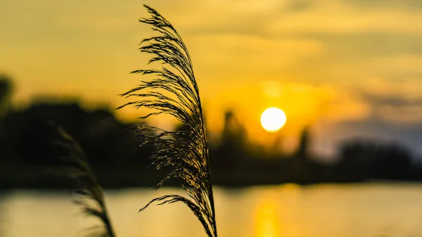 Nahaufnahme verschwommenes entschärftes glühendes Gras gegen Sonnenlicht kurz vor Sonnenuntergang. — Stockfoto