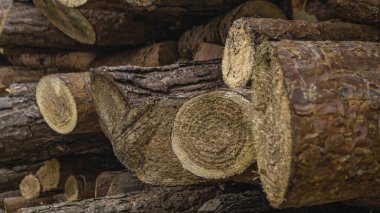 Ağaç Ağaç kesme günlük orman çevresel yıkım sanayi