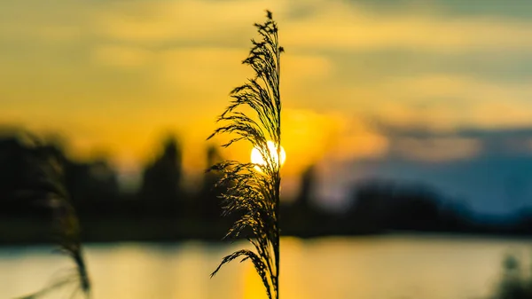 Nahaufnahme verschwommenes entschärftes glühendes Gras gegen Sonnenlicht kurz vor Sonnenuntergang. — Stockfoto