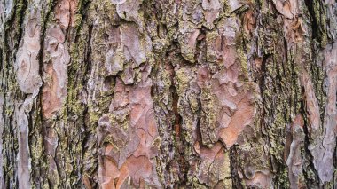 Pine bark with green moss that looks like a texture in a forest in winter