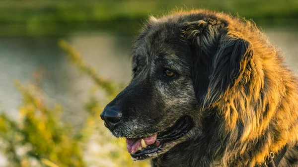 Caucasian Shepherd dog in field with green grass