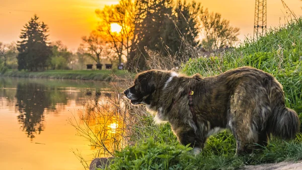 Cão pastor caucasiano enquanto caminha em uma caminhada na grama de repolho ao pôr do sol Imagem De Stock