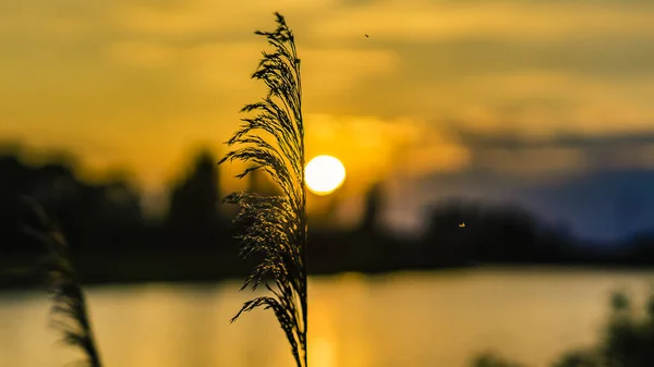 Nahaufnahme verschwommenes entschärftes glühendes Gras gegen Sonnenlicht kurz vor Sonnenuntergang. — Stockfoto