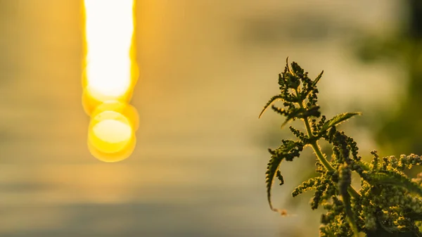 Nahaufnahme verschwommenes entschärftes glühendes Gras gegen Sonnenlicht kurz vor Sonnenuntergang. — Stockfoto