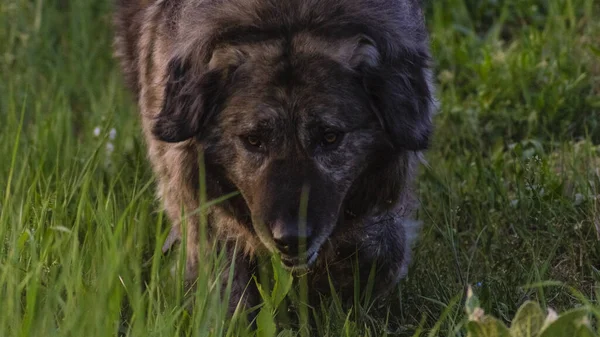 Two caucasian shepherd bitches demanding reward for obedience — Zdjęcie stockowe